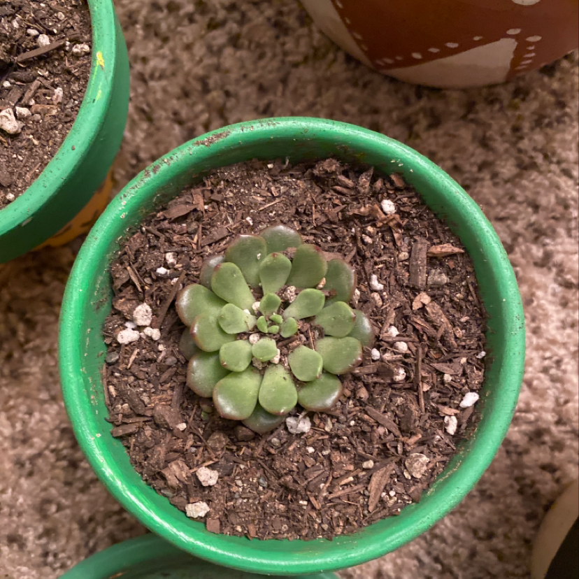 Young Tree Aeonium in a green pot with visible soil, healthy green leaves.