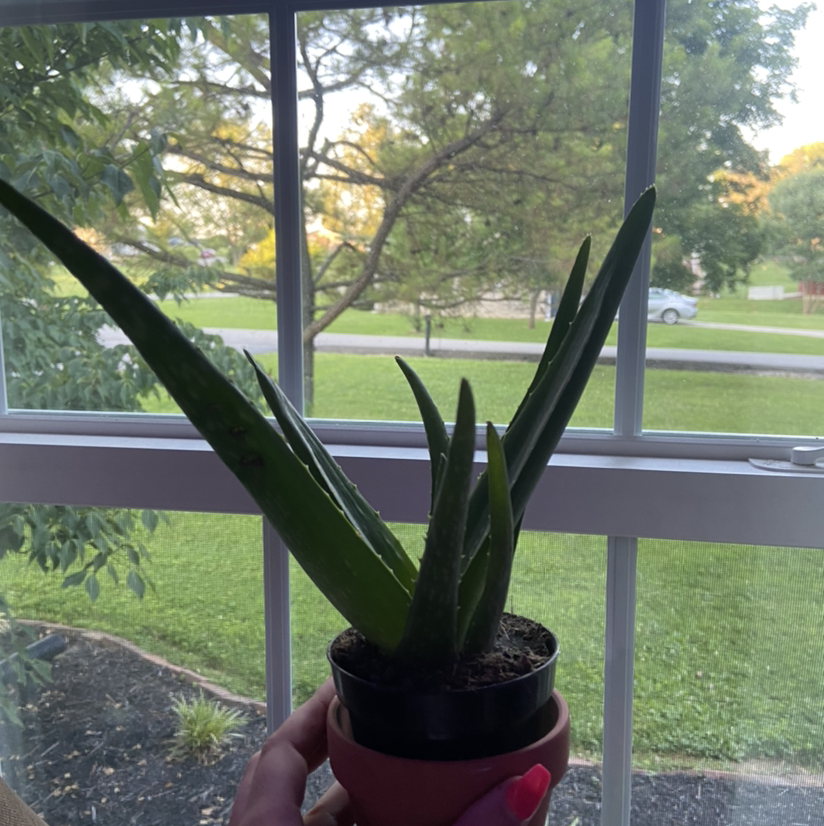 Aloe vera plant photo by Sadie named Alla the aloe on Greg, the plant care app.