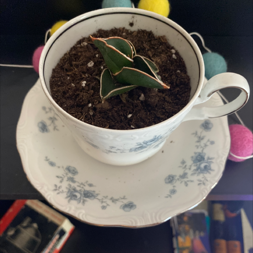 Photo of the plant species Blue Sansevieria by @dextermoe named Zion on Greg, the plant care app