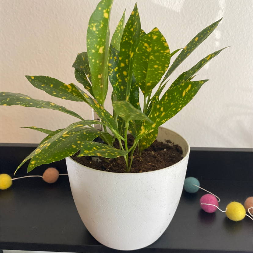 Photo of the plant species Gold Dust Dracaena by @dextermoe named Leonardo on Greg, the plant care app