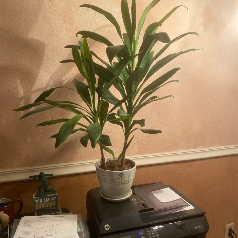 A healthy Ti plant with glossy green and red leaves in a white ceramic pot on a desk.