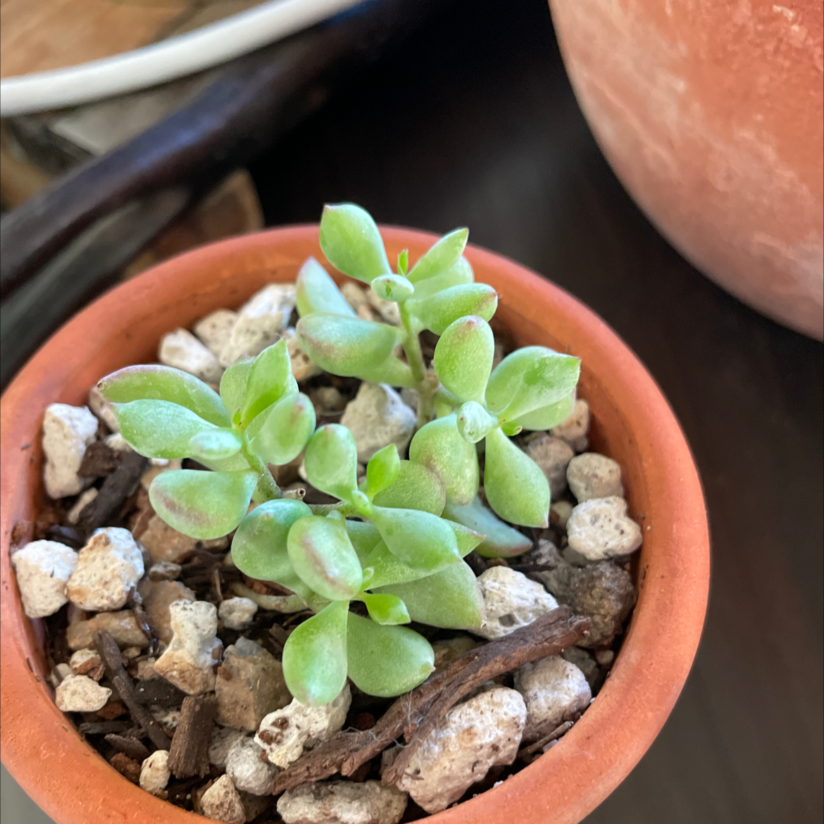 Potted Baby Sun Rose plant with healthy green leaves and visible soil.
