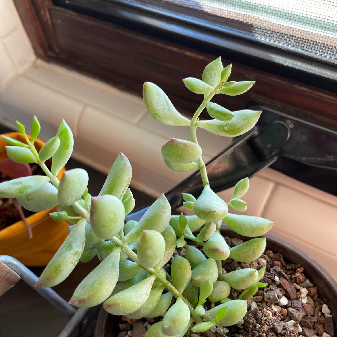 Bear's Paw succulent plant in a pot with visible soil, slight browning at leaf tips.