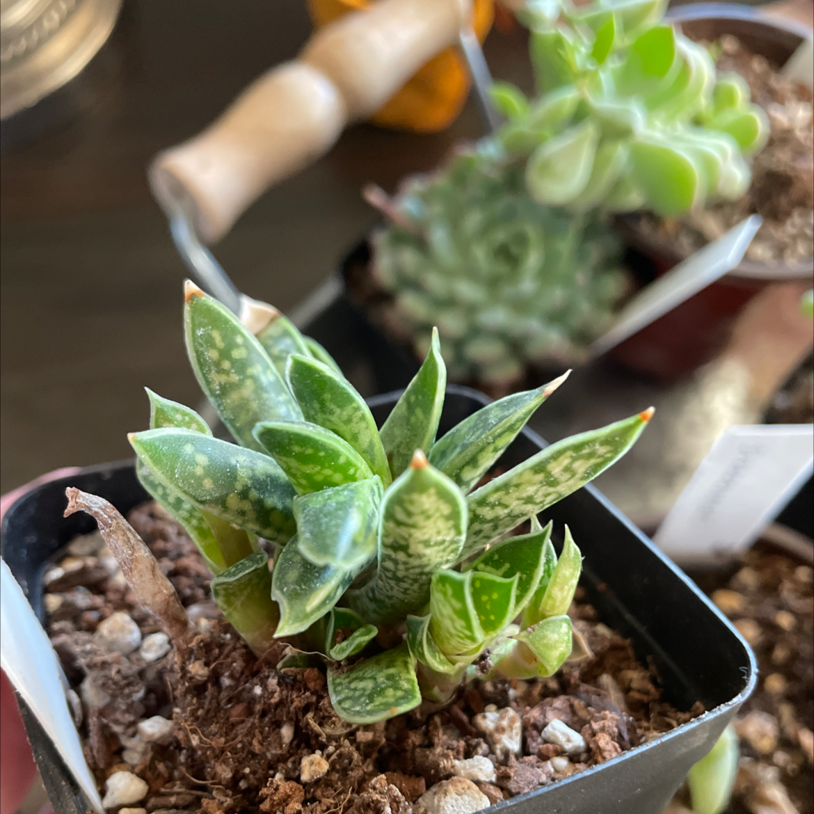 Healthy Tiger Aloe plant in a pot with visible soil and other plants in the background.