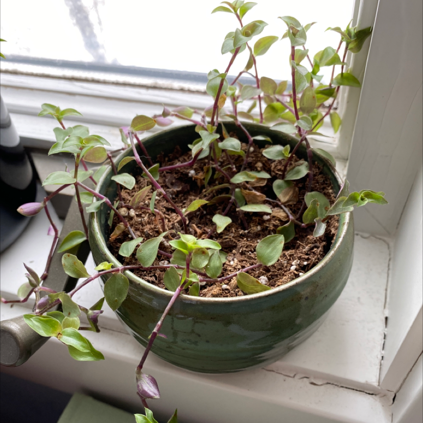 A healthy, vibrant Creeping Inch Plant with trailing vines growing in a green ceramic pot on a windowsill.