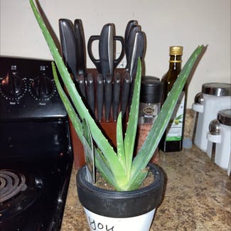 Aloe Vera plant in Ridgeland, South Carolina