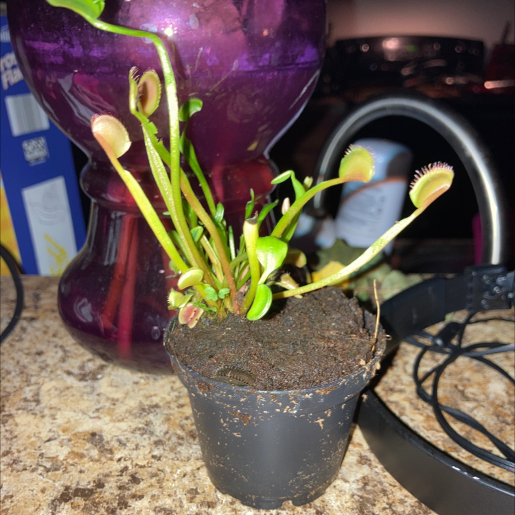 Red Piranha plant photo by @psychomosi named Set on Greg, the plant care app.