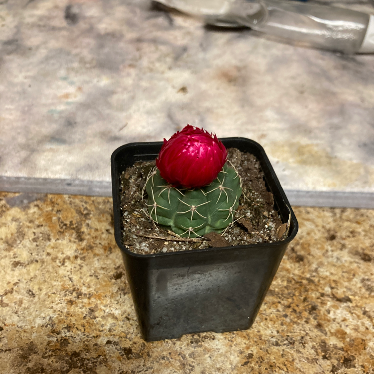 Photo of the plant species Kingcup Cactus by @psychomosi named Isis on Greg, the plant care app