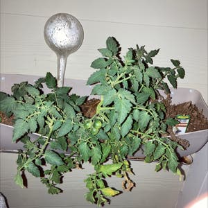 Tomato Plant plant photo by @psychomosi named Geb on Greg, the plant care app.
