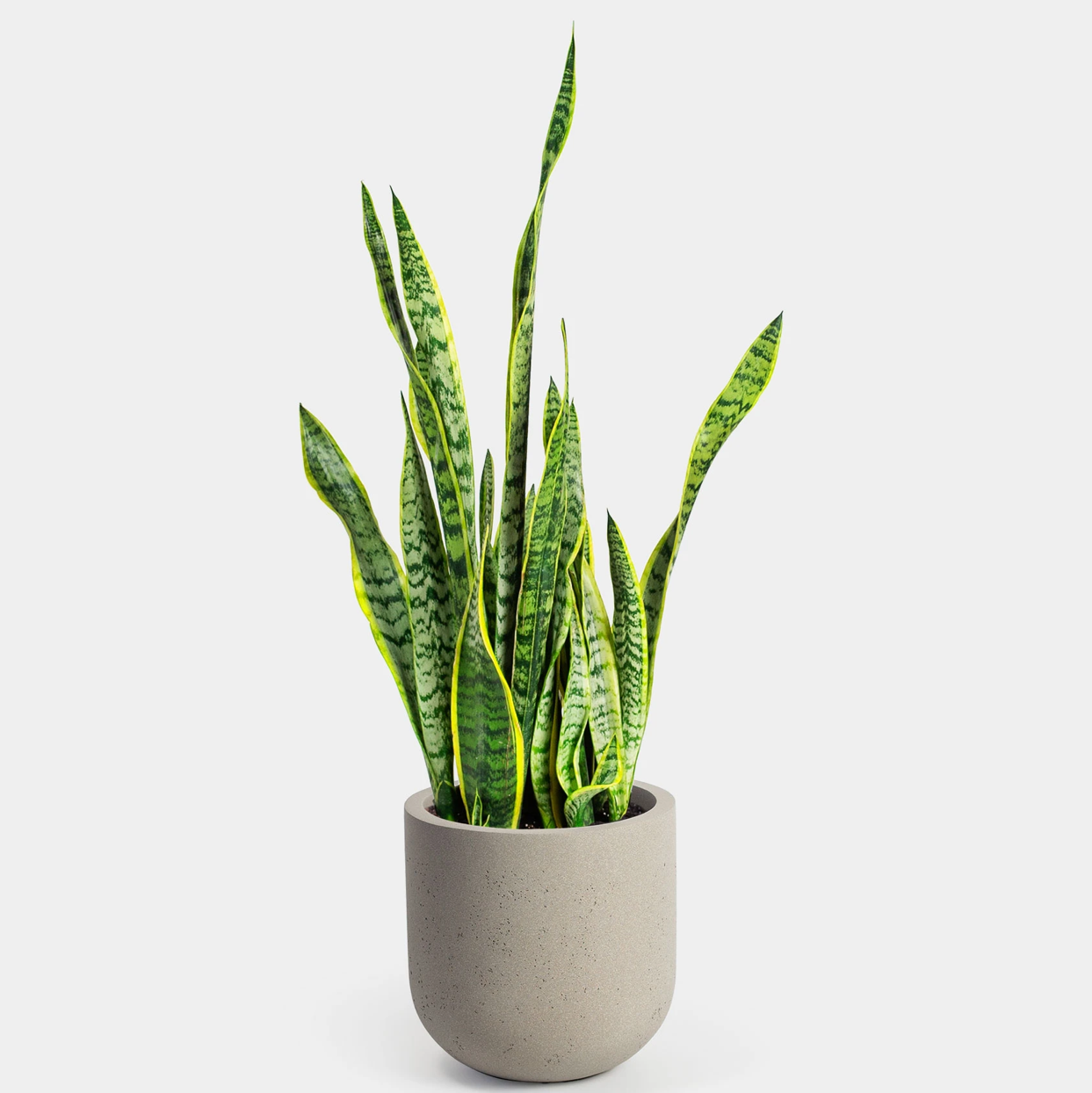 Sansevieria 'Lauren' plant in a pot with vibrant green leaves and yellow edges.