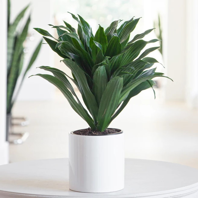 Photo of the plant species Dracaena 'Janet Craig Compacta' by Nick named Dracaena Janet Craig on Greg, the plant care app