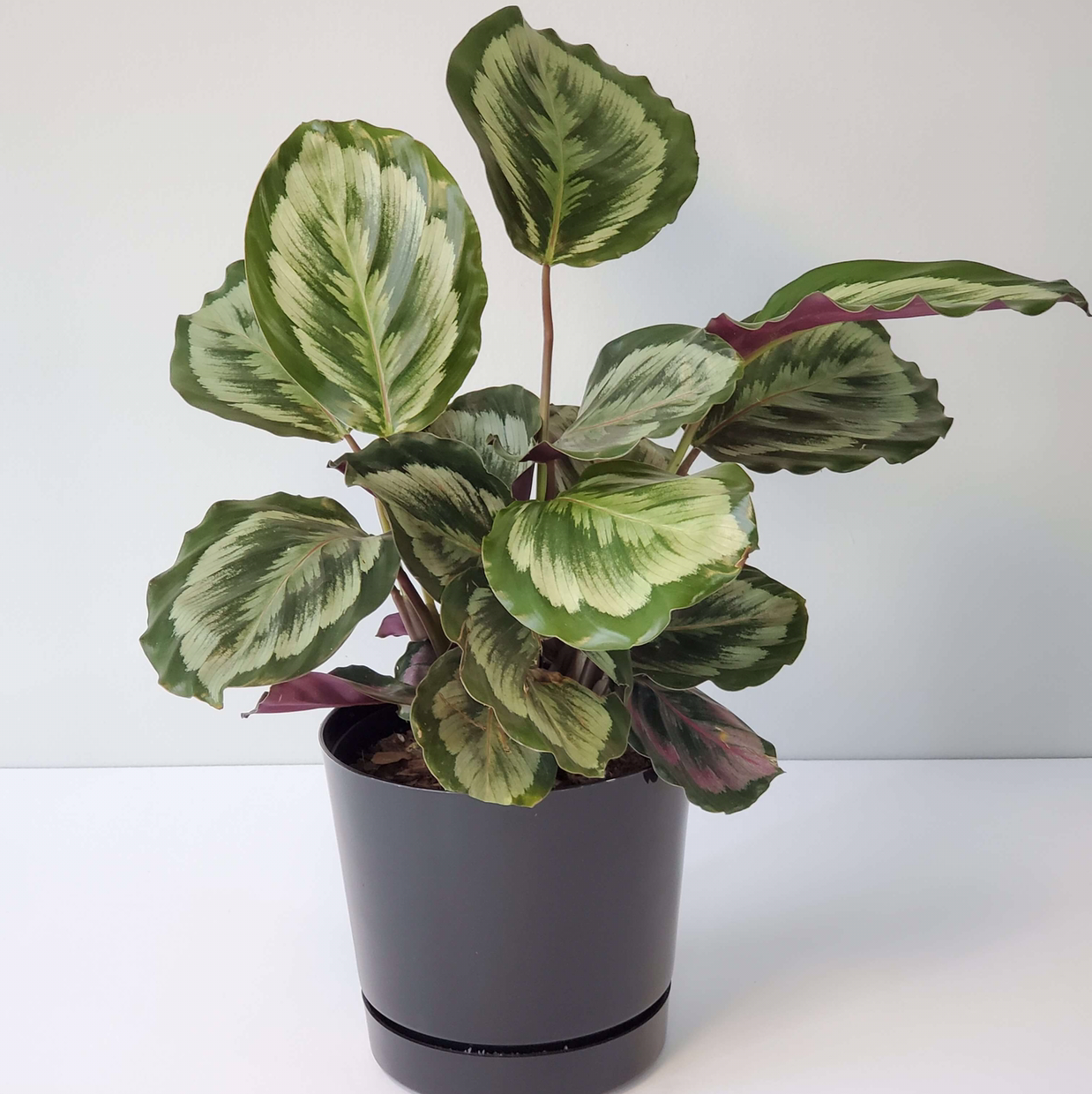 Calathea 'Medallion' plant in a black pot with variegated green and white leaves.