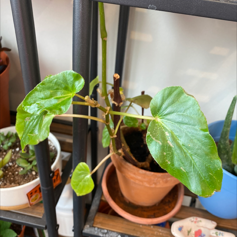 Potted Clubed Begonia plant with green leaves, no visible health issues.