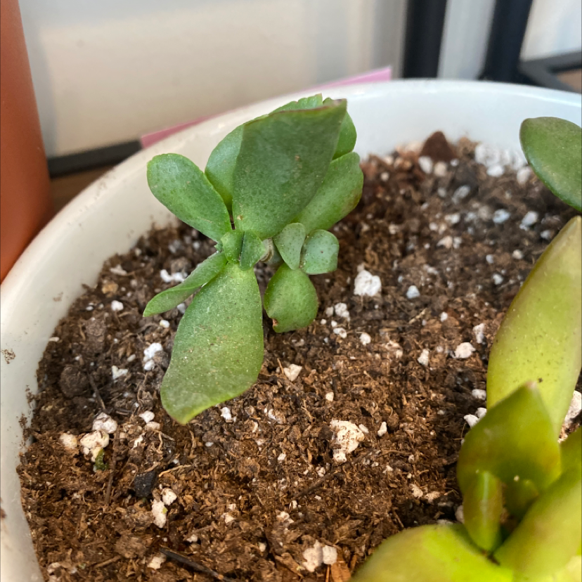 Silver Dollar Plant in a pot with visible soil and green leaves.