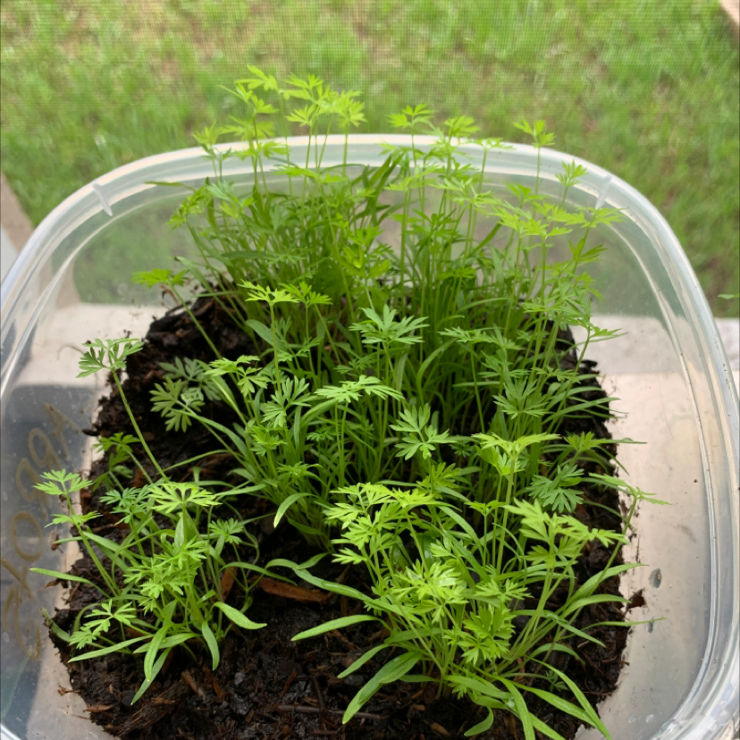 Young Wild Carrot plants growing in a small container with visible soil.