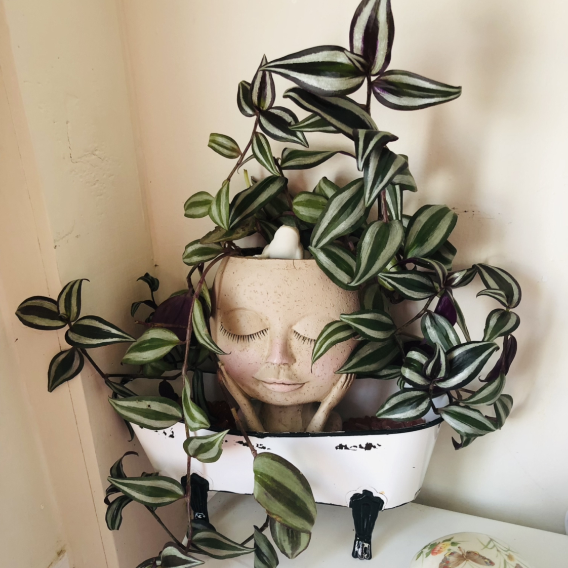 Photo of the plant species Tradescantia Zebrina by @JoyKling named Baby on Greg, the plant care app