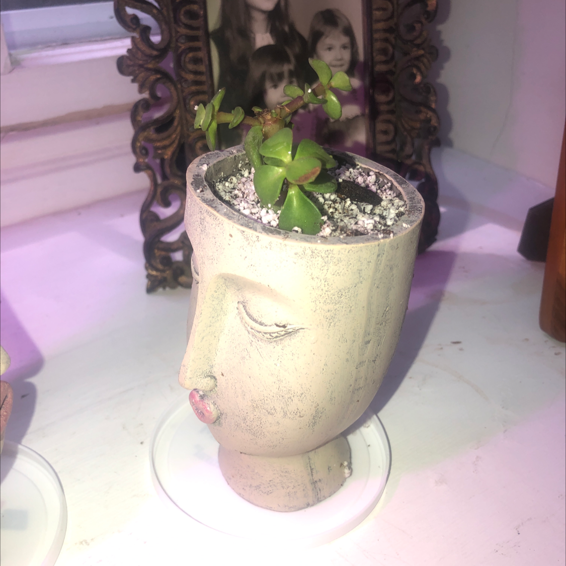 Elephant Bush plant photo by @JoyKling named Joy on Greg, the plant care app.