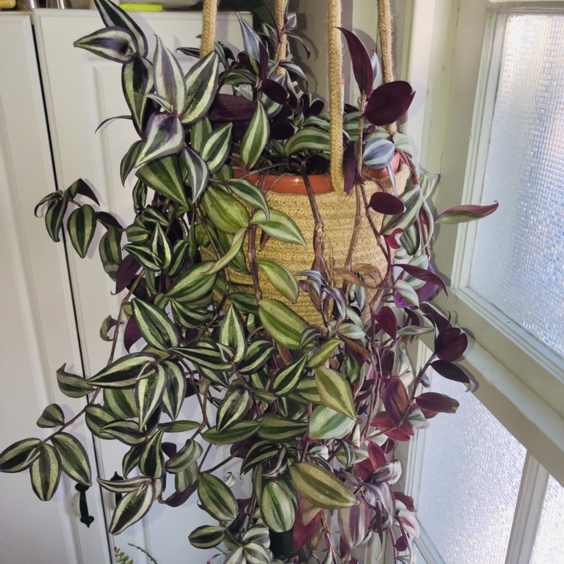 Spiderwort plant photo by @JoyKling named Wandering Jew on Greg, the plant care app.