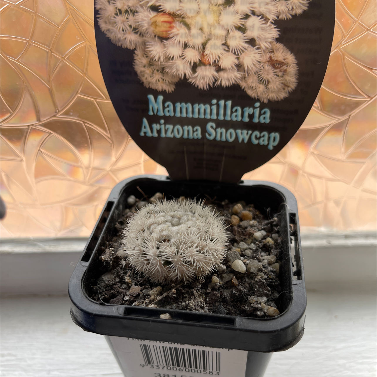 Photo of the plant species Mammillaria magnifica by Vanessa named Figyonce on Greg, the plant care app