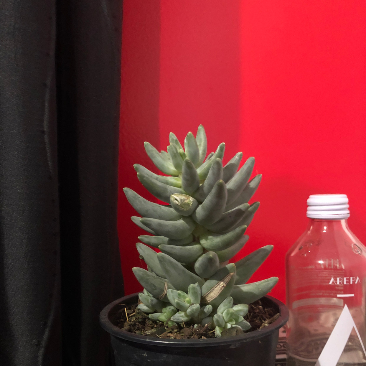 Photo of the plant species Little Jewel by Lachie named Mando on Greg, the plant care app