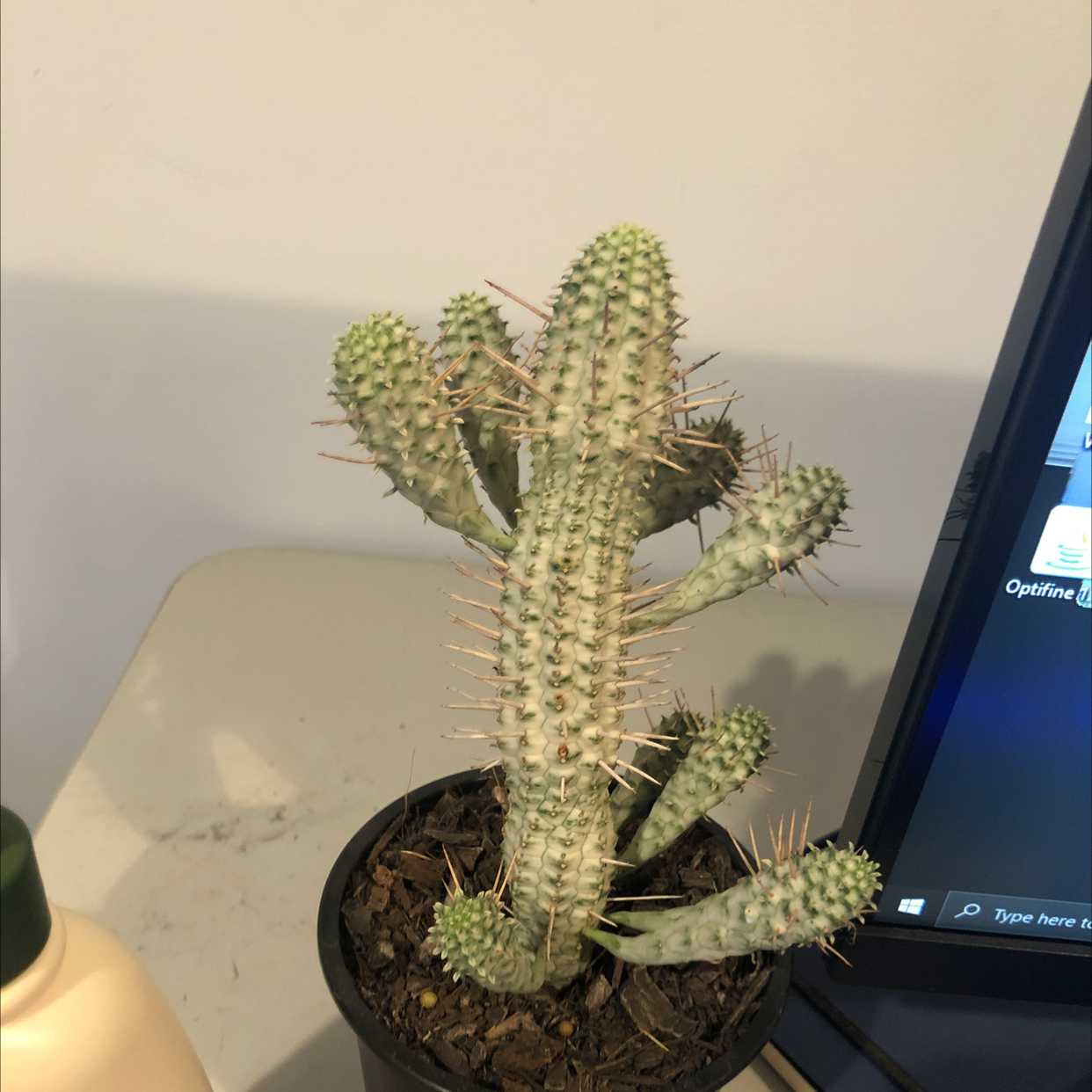 Corncob Cactus plant photo by Lachie named Remington on Greg, the plant care app.