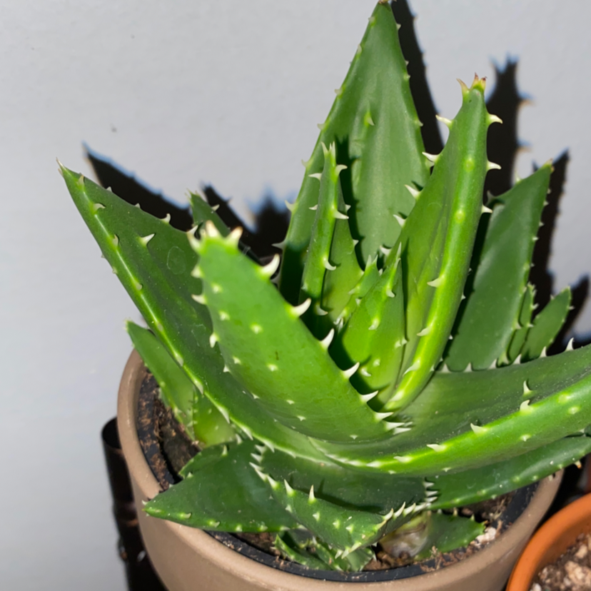 Photo of the plant species Short-Leaved Aloe by Ana maria named Spike Lee on Greg, the plant care app