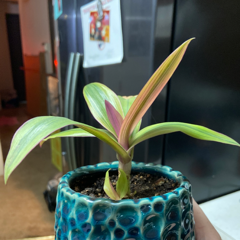 Moses-in-the-Cradle plant photo by @kbadgerwitchystuff named Your plant on Greg, the plant care app.