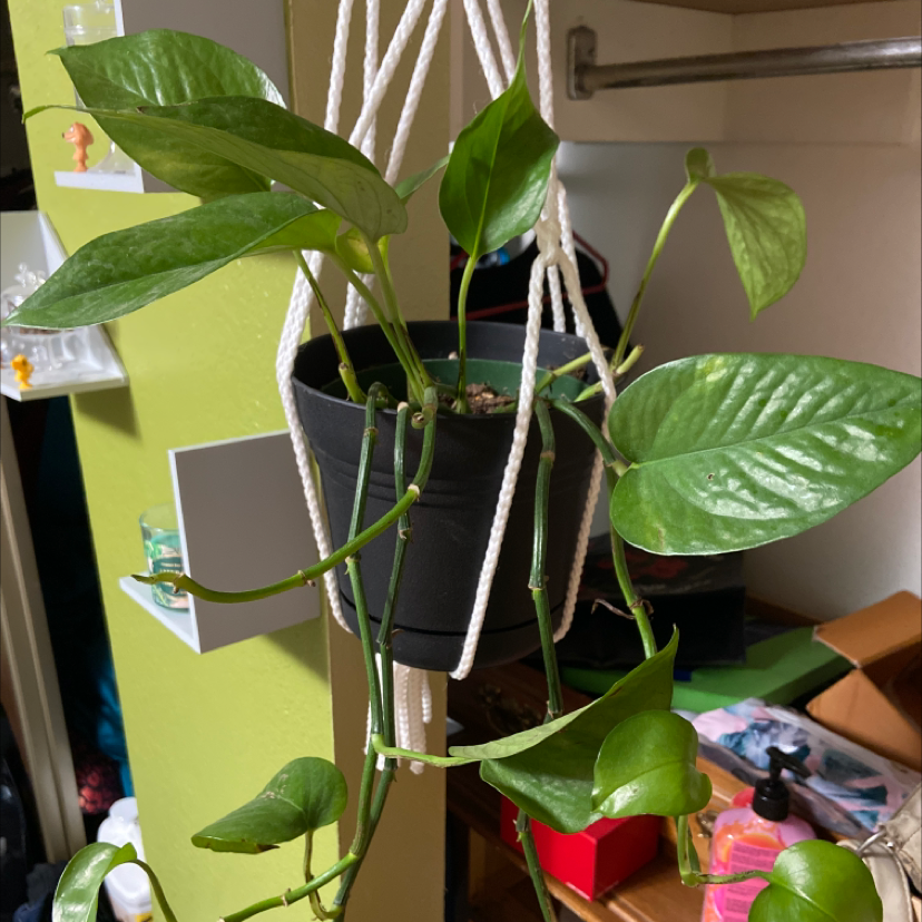 Taro Vine plant photo by @kbadgerwitchystuff named Your plant on Greg, the plant care app.