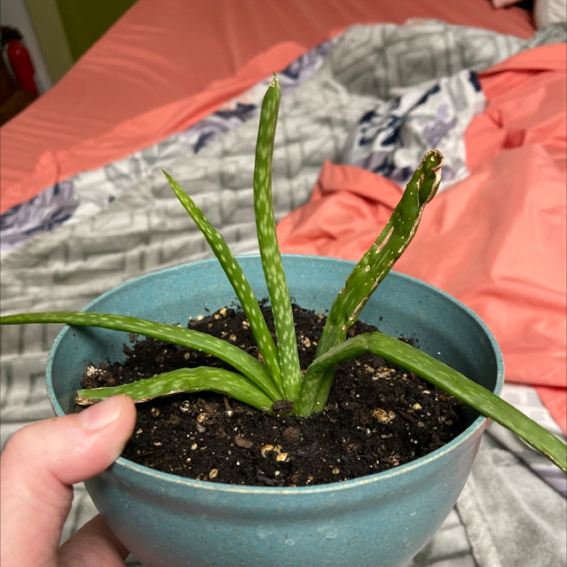 Aloe vera plant photo by @kbadgerwitchystuff named Your plant on Greg, the plant care app.