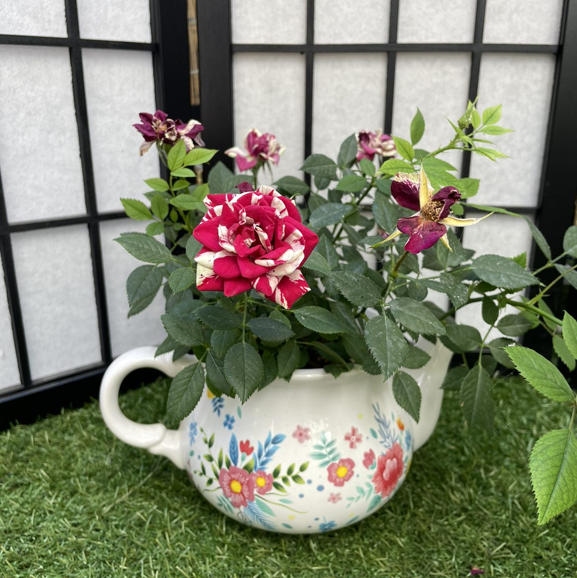 Beach Rose plant in a decorative pot with vibrant flowers and green leaves.