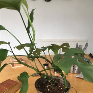 Mini Monstera plant photo by @Plants_are_good named Sanders on Greg, the plant care app.