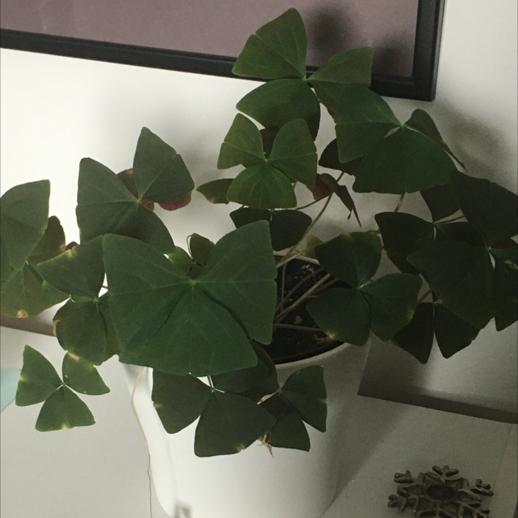 Photo of the plant species Pentagramma triangularis by @Plants_are_good named ChloroPhil on Greg, the plant care app