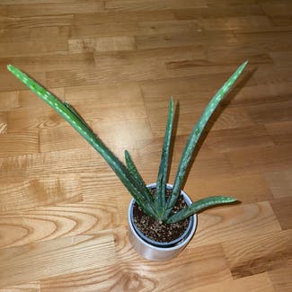Aloe Vera plant in Innfjorden, Møre og Romsdal