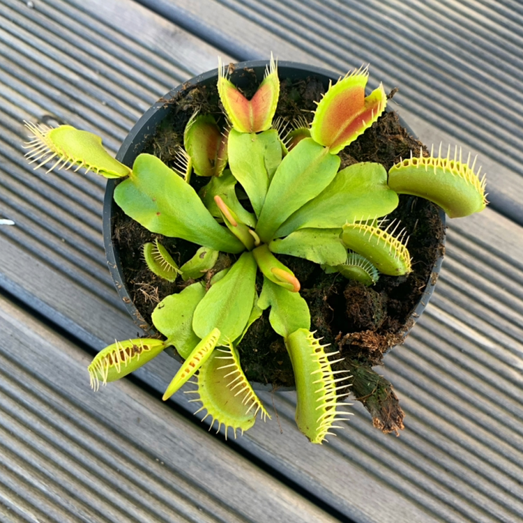Photo of the plant species Red Piranha by @Annika named Bigleef Smalls on Greg, the plant care app