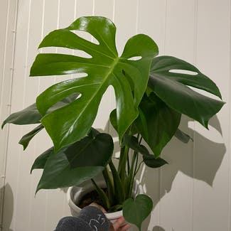 Monstera plant in Innfjorden, Møre og Romsdal
