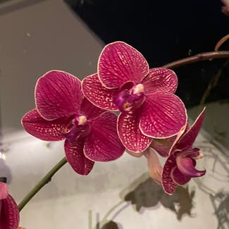 Phalaenopsis Orchid plant in Innfjorden, Møre og Romsdal