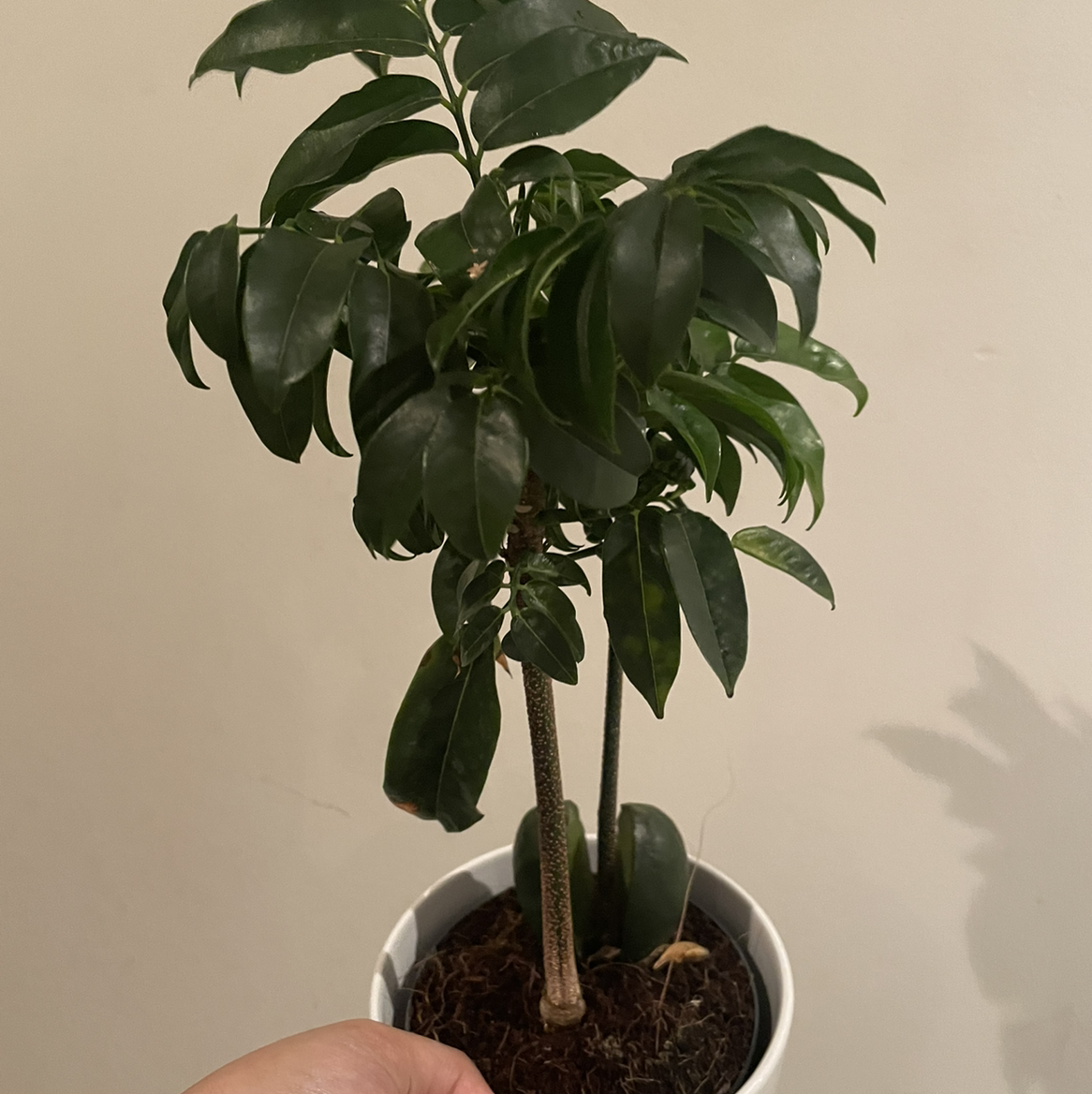 Potted Lucky Bean Tree with dark green leaves, held by a hand.
