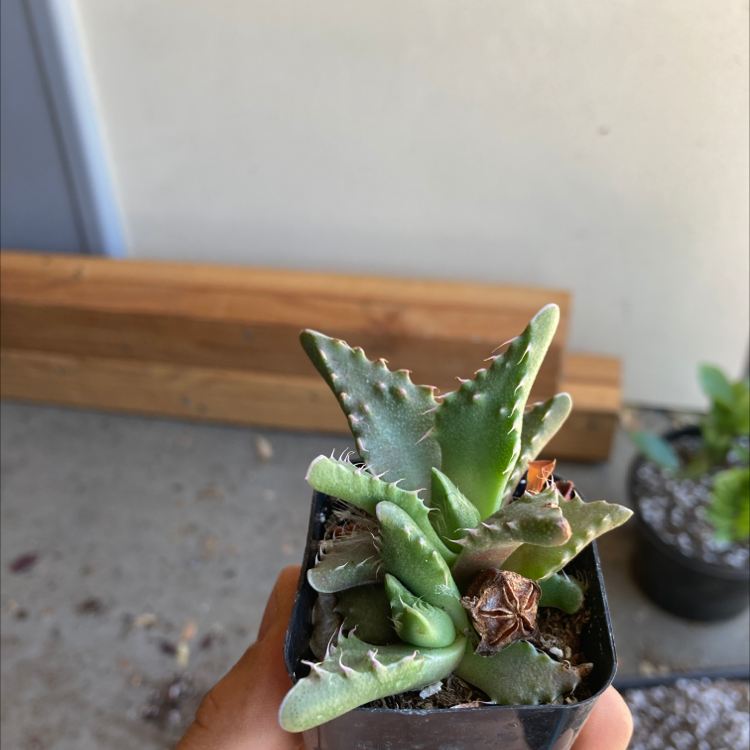 Tiger's Jaw plant in a small pot with some browning leaves, held by a hand.
