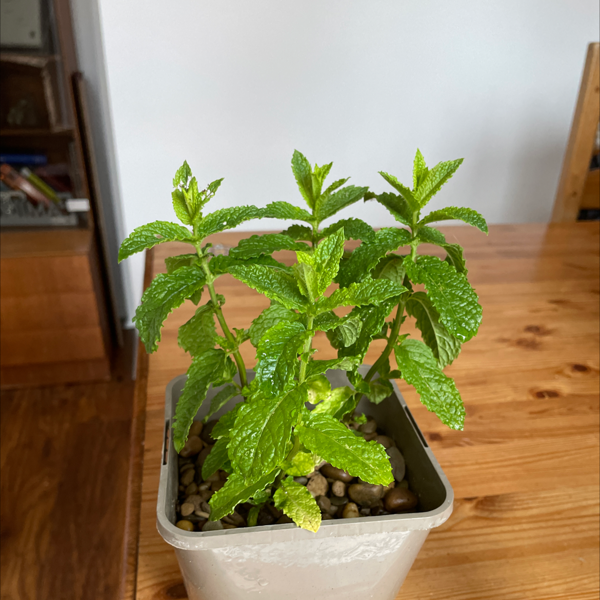 Healthy Horse Mint plant in a pot with pebbles on a wooden table.