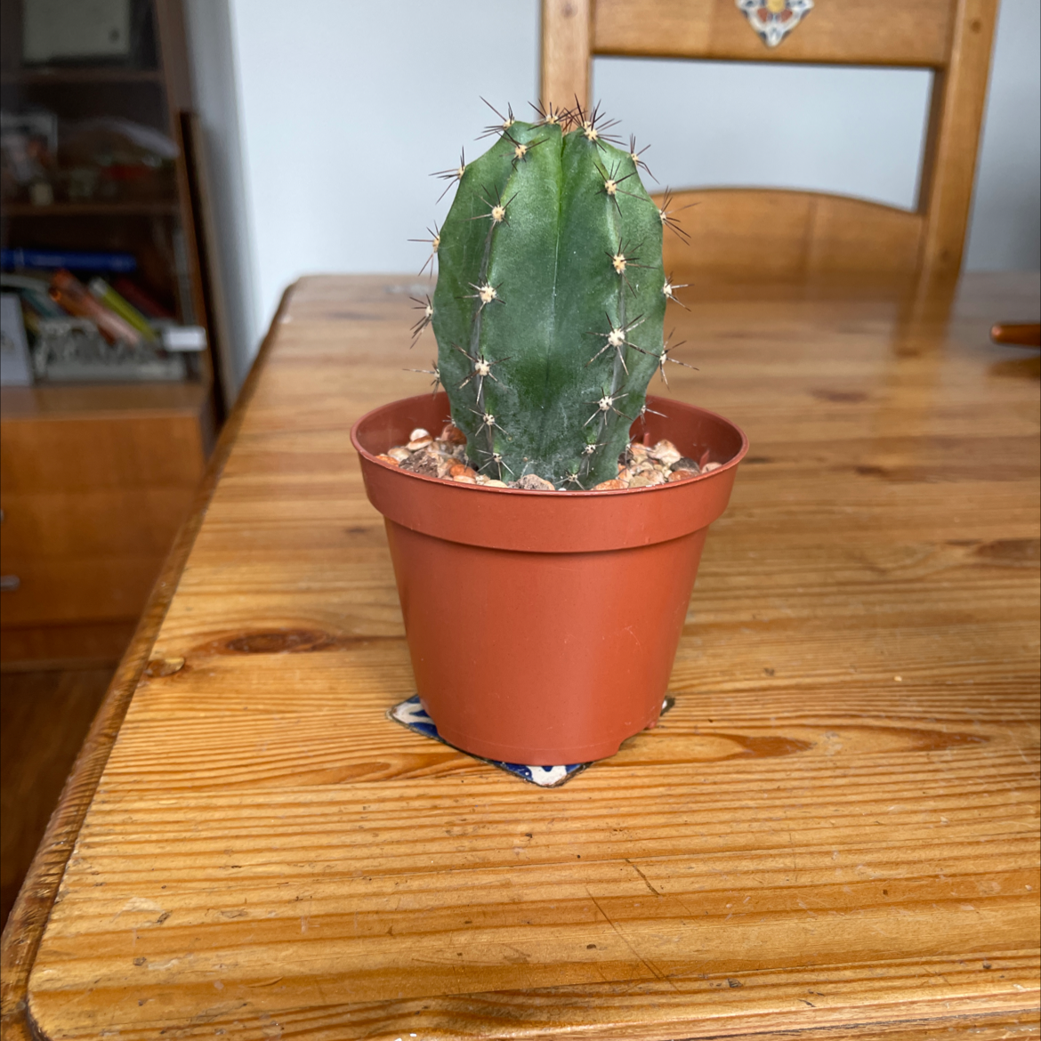 Photo of the plant species Echinocereus subinermis by Mark named Eva on Greg, the plant care app