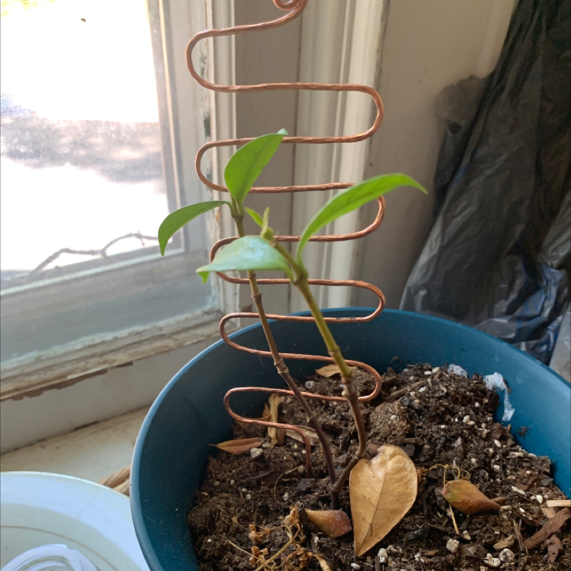 Why Are There Brown Spots on My Star Jasmine Leaves?