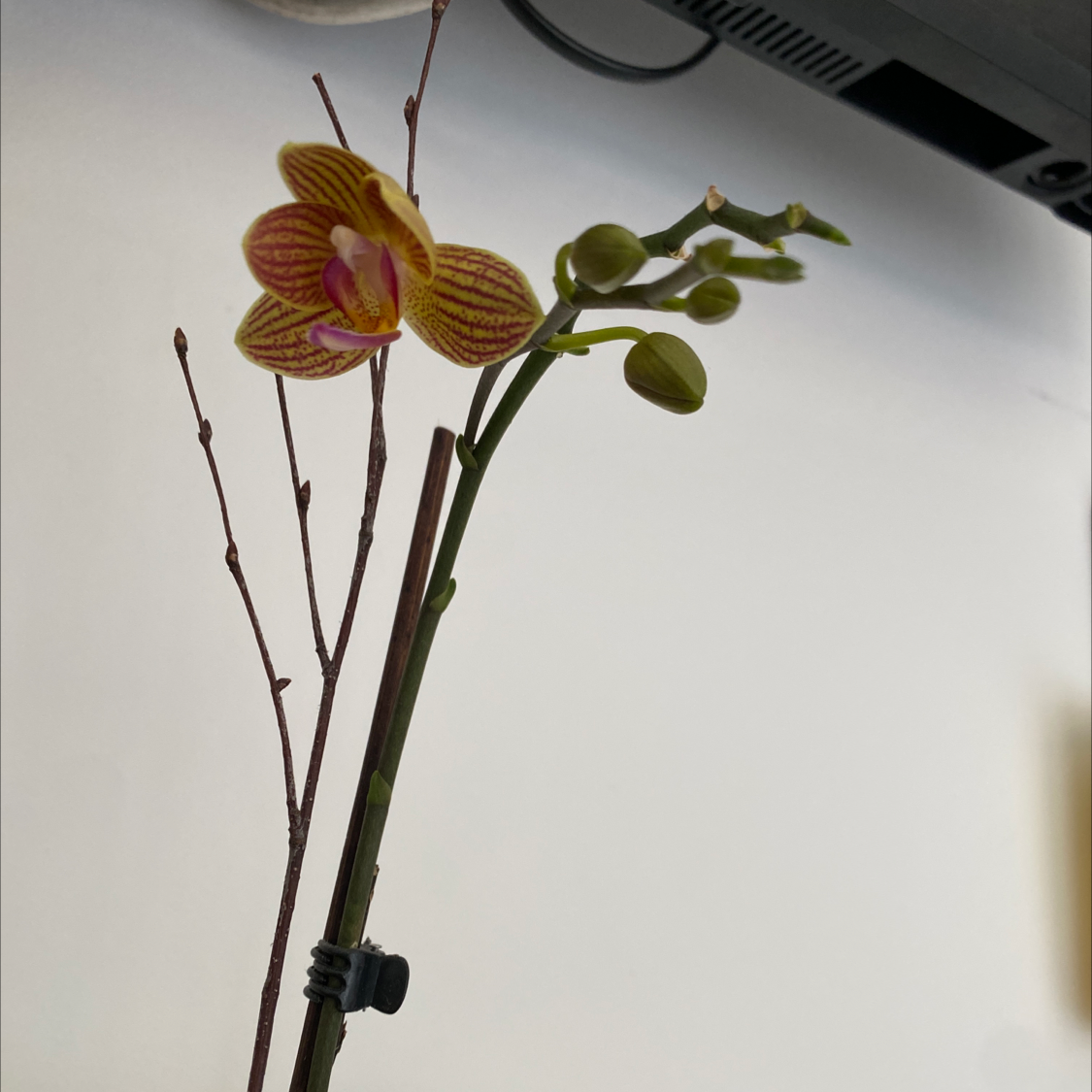 Photo of the plant species spiked crested coralroot by Jennifer named Orchid on Greg, the plant care app