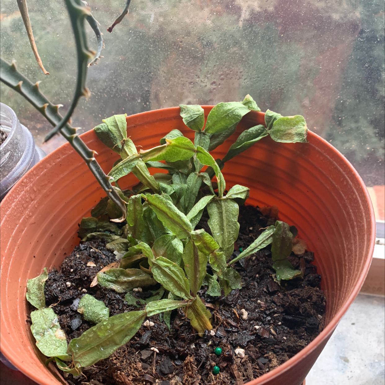 how to save a christmas cactus with root rot