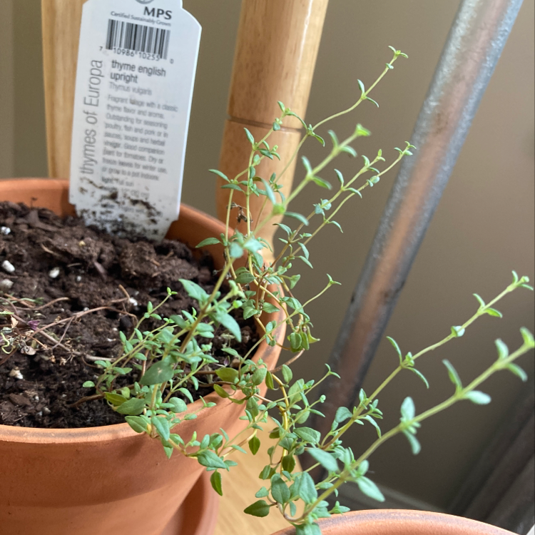 Closeup of a healthy potted English Thyme plant with dense green leaves and reddish stems in dark soil.