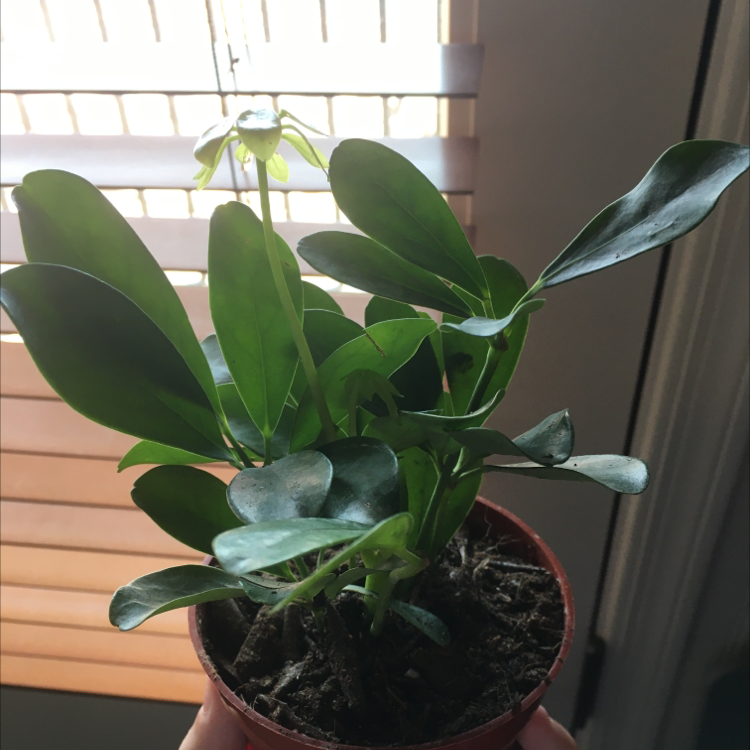Dwarf Umbrella Tree plant photo by Connor named Hemmingway on Greg, the plant care app.