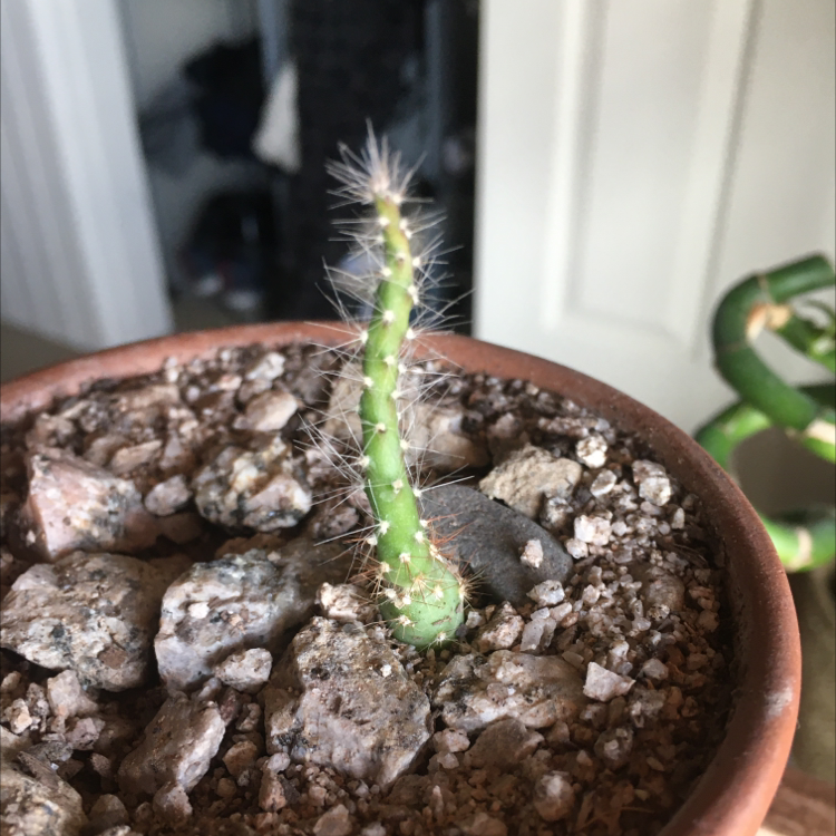 Smooth Prickly Pear plant photo by Connor named Charlie on Greg, the plant care app.