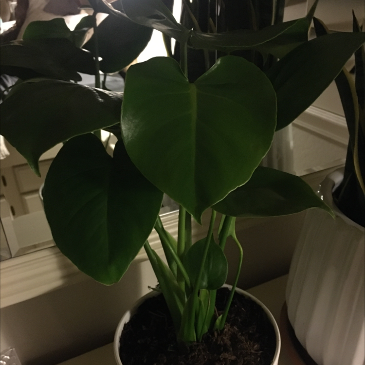 Monstera plant photo by Connor named Sophie on Greg, the plant care app.