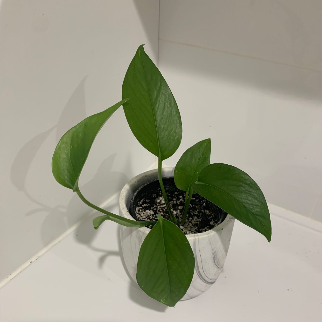 Photo of the plant species Jade Pothos by @Alesia named Green Pothos on Greg, the plant care app