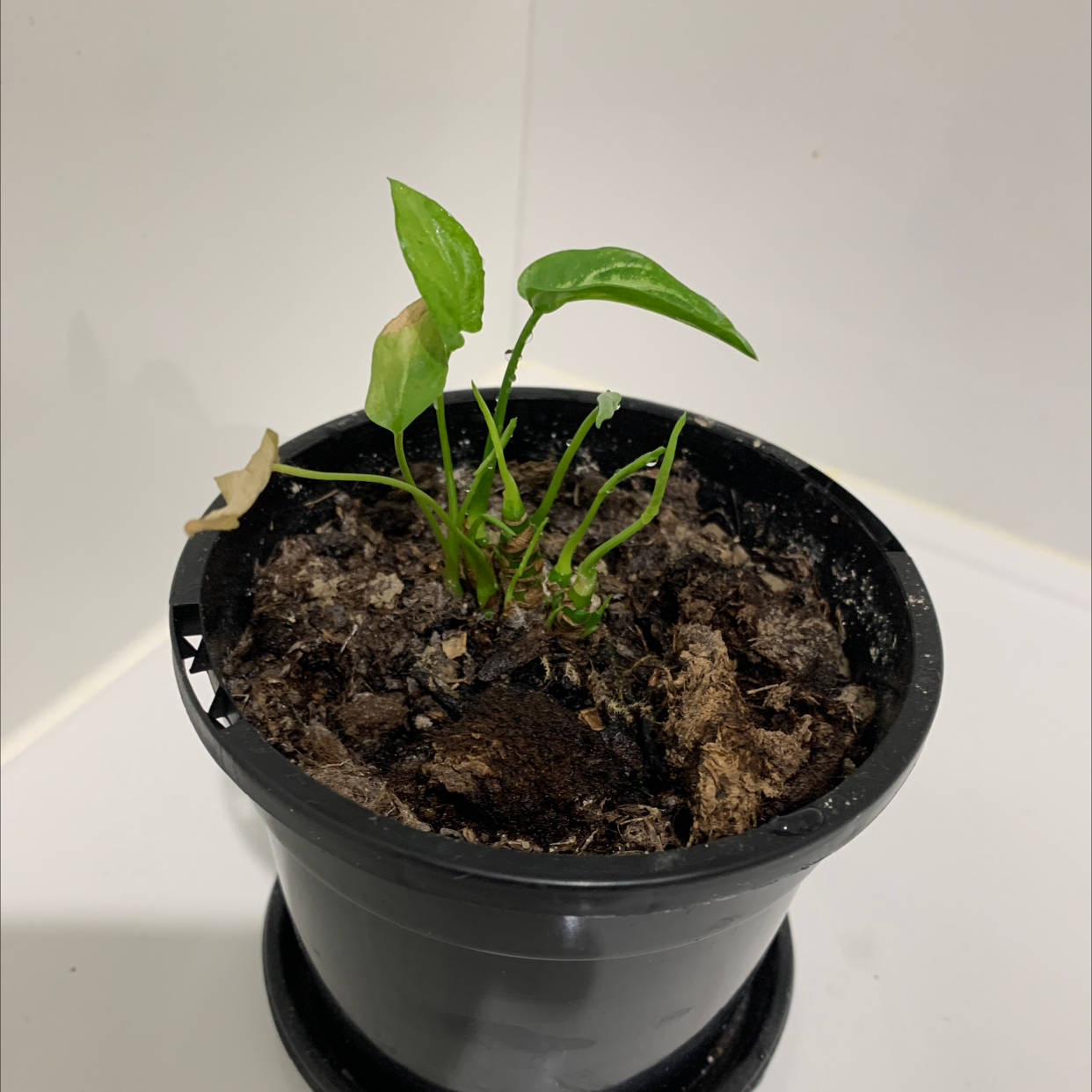 Photo of the plant species Three Kings Syngonium by @Alesia named TC Three Kings on Greg, the plant care app