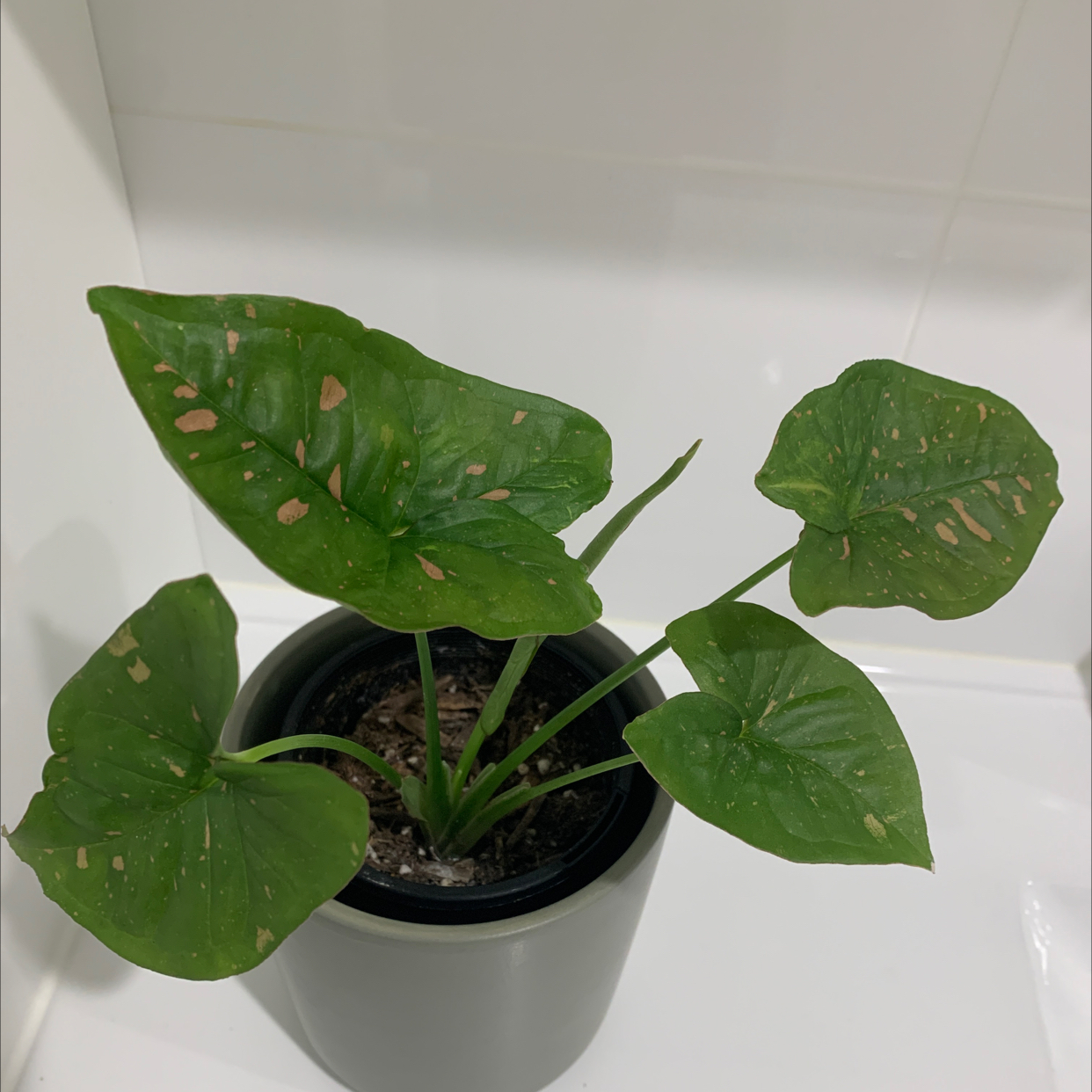 Potted Pink Splash Arrowhead Vine with green leaves and pinkish-white spots.